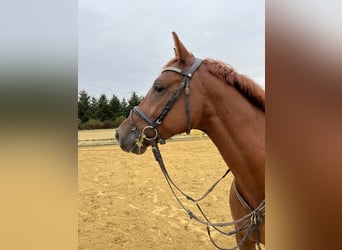 Holstein, Castrone, 6 Anni, 165 cm, Sauro