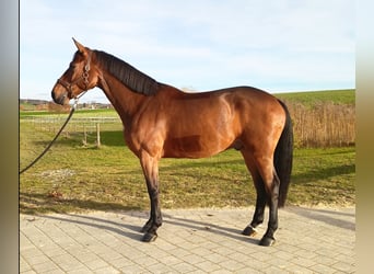 Holstein, Castrone, 6 Anni, 166 cm, Baio