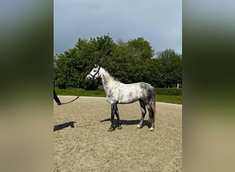 Holstein, Castrone, 6 Anni, 166 cm, Grigio