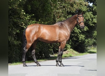 Holstein, Castrone, 6 Anni, 168 cm, Baio