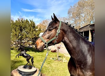 Holstein, Castrone, 6 Anni, 168 cm, Baio nero