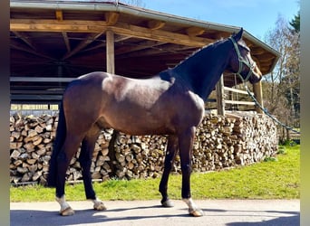 Holstein, Castrone, 6 Anni, 168 cm, Baio nero