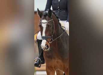 Holstein, Castrone, 6 Anni, 168 cm, Baio scuro