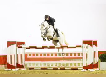 Holstein, Castrone, 6 Anni, 168 cm