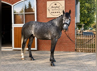 Holstein, Castrone, 6 Anni, 168 cm, Grigio