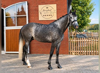 Holstein, Castrone, 6 Anni, 168 cm, Grigio