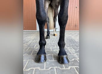 Holstein, Castrone, 6 Anni, 168 cm, Grigio pezzato