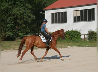 Holstein, Castrone, 6 Anni, 168 cm, Sauro