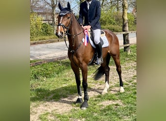 Holstein, Castrone, 6 Anni, 170 cm, Baio
