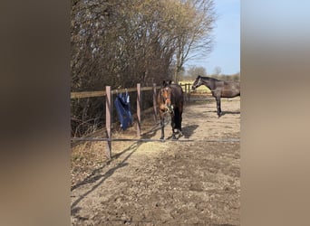 Holstein, Castrone, 6 Anni, 170 cm, Baio