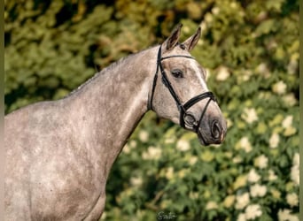 Holstein, Castrone, 6 Anni, 170 cm, Grigio
