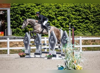 Holstein, Castrone, 6 Anni, 170 cm, Grigio