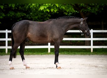 Holstein, Castrone, 6 Anni, 170 cm, Morello