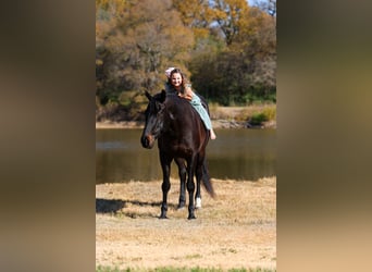 Holstein, Castrone, 6 Anni, 170 cm, Morello