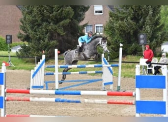 Holstein, Castrone, 6 Anni, 171 cm, Grigio