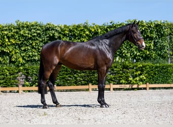 Holstein, Castrone, 6 Anni, 172 cm, Baio scuro