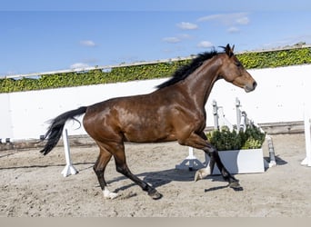 Holstein, Castrone, 6 Anni, 173 cm, Baio