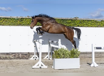 Holstein, Castrone, 6 Anni, 173 cm, Baio