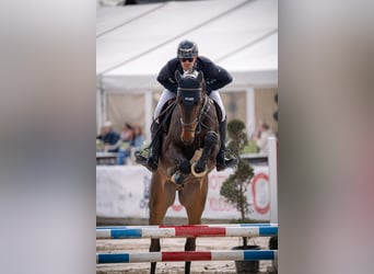 Holstein, Castrone, 6 Anni, 173 cm, Baio scuro