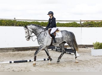 Holstein, Castrone, 6 Anni, 174 cm