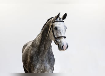 Holstein, Castrone, 6 Anni, 179 cm