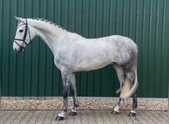 Holstein, Castrone, 6 Anni, Grigio