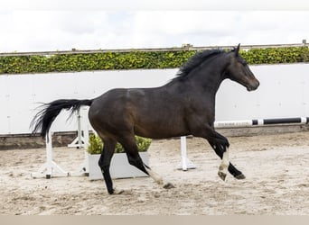 Holstein, Castrone, 7 Anni, 165 cm, Baio scuro