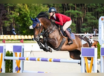 Holstein, Castrone, 7 Anni, 167 cm, Baio