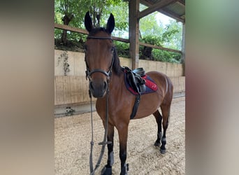 Holstein, Castrone, 7 Anni, 169 cm, Baio