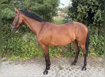 Holstein, Castrone, 7 Anni, 169 cm, Baio