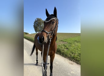 Holstein, Castrone, 7 Anni, 169 cm, Baio
