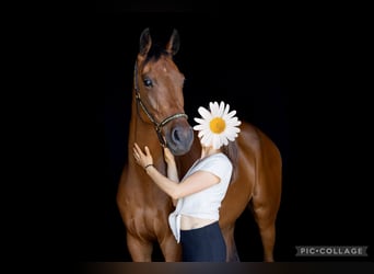 Holstein, Castrone, 7 Anni, 169 cm, Baio