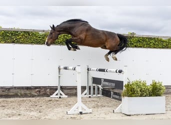 Holstein, Castrone, 7 Anni, 169 cm, Baio scuro