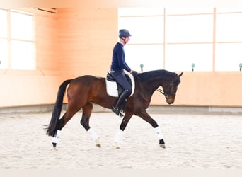 Holstein, Castrone, 7 Anni, 170 cm, Baio