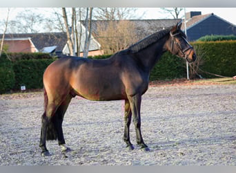 Holstein, Castrone, 7 Anni, 170 cm, Baio