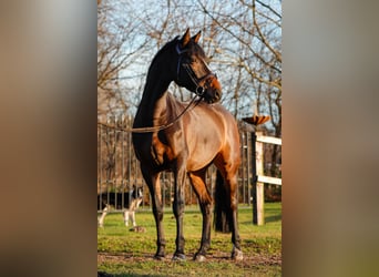 Holstein, Castrone, 7 Anni, 170 cm, Baio