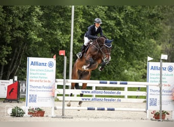 Holstein, Castrone, 7 Anni, 170 cm, Baio