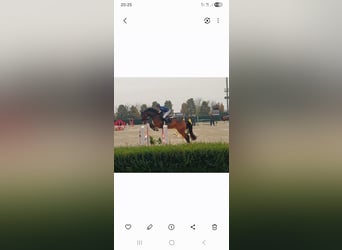 Holstein, Castrone, 7 Anni, 170 cm