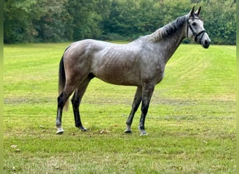 Holstein, Castrone, 7 Anni, 170 cm, Grigio