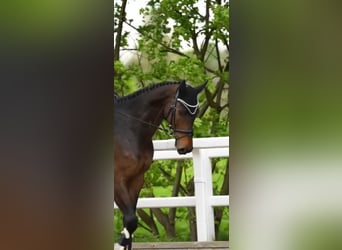 Holstein, Castrone, 7 Anni, 172 cm, Baio scuro
