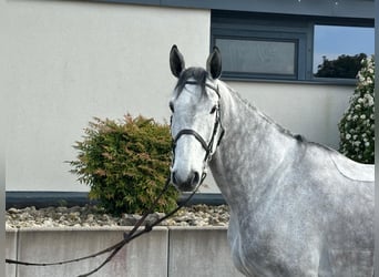 Holstein, Castrone, 7 Anni, 173 cm, Grigio