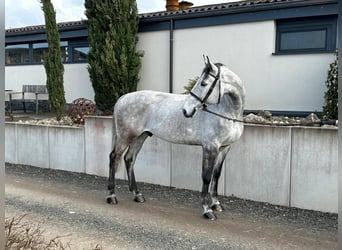 Holstein, Castrone, 7 Anni, 173 cm, Grigio