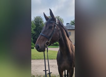 Holstein, Castrone, 7 Anni, 175 cm, Baio