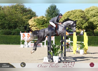 Holstein, Castrone, 7 Anni, 175 cm, Grigio