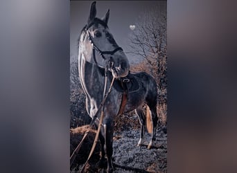 Holstein, Castrone, 7 Anni, 175 cm, Grigio