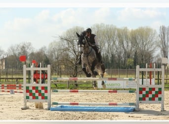 Holstein, Castrone, 7 Anni, 175 cm, Grigio