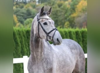Holstein, Castrone, 7 Anni, 175 cm, Leardo