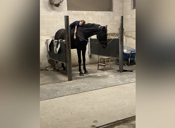 Holstein, Castrone, 7 Anni, 177 cm, Baio scuro