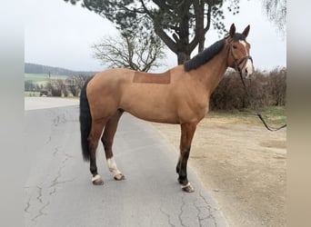 Holstein, Castrone, 7 Anni, 179 cm, Baio