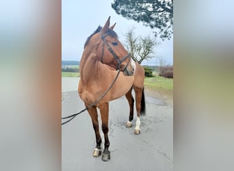 Holstein, Castrone, 7 Anni, 179 cm, Baio